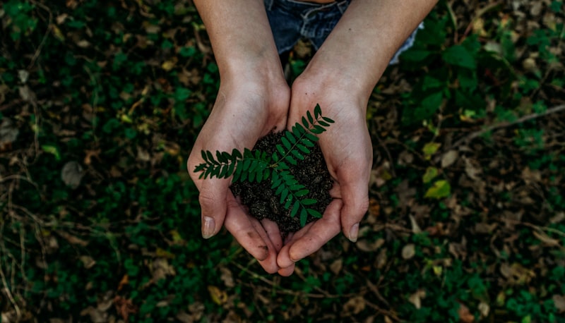 Pakistan Herbal Industry: Export Opportunities for Global Buyers