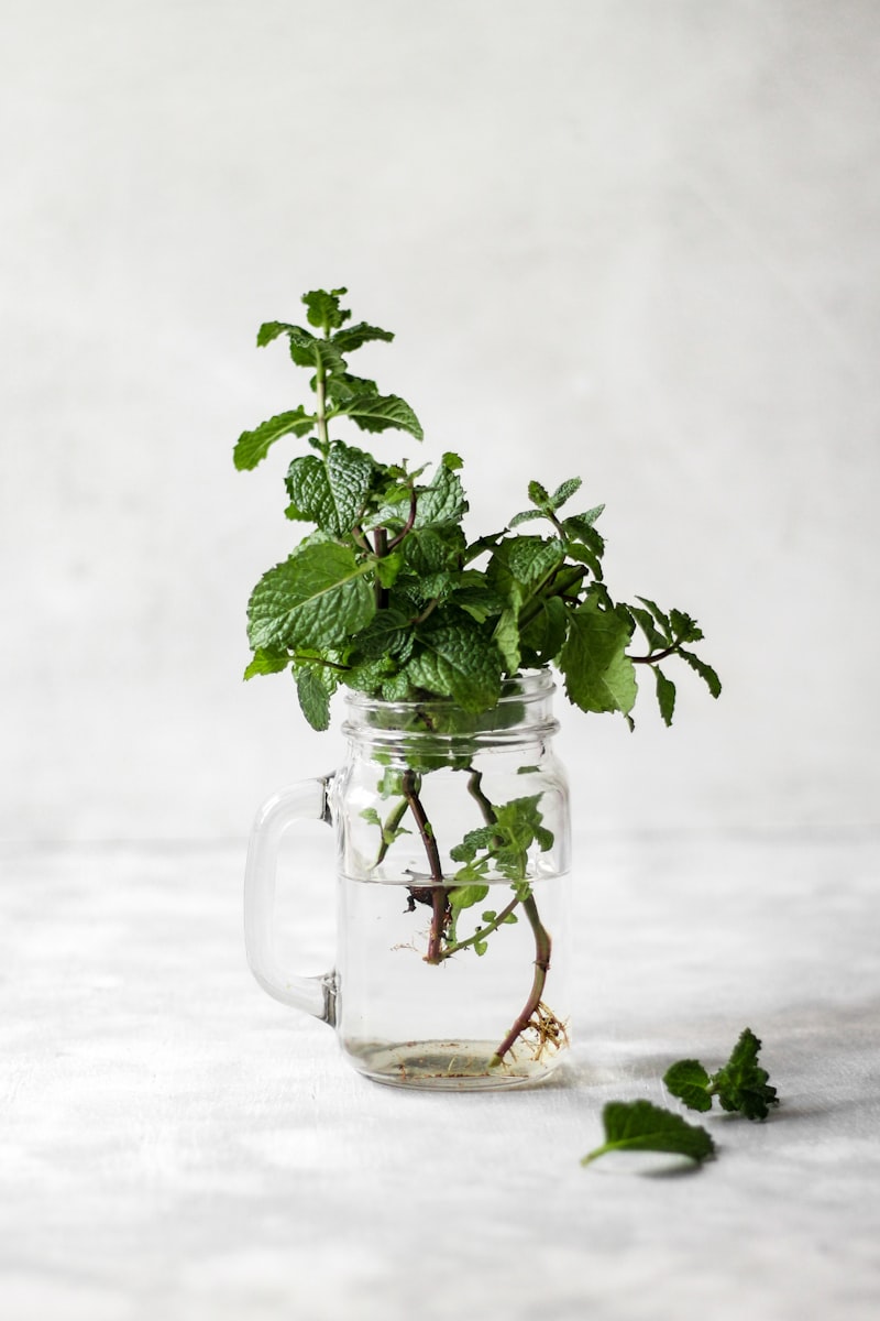 Peppermint Oil: Health Benefits, Uses and Global Market