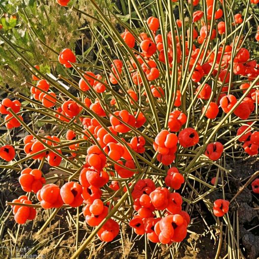 Ephedra Extract Manufacturers, Suppliers, Exporters in Pakistan