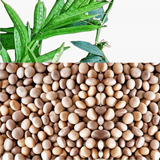 Guar Seeds Manufacturers, Suppliers, Exporters in Pakistan